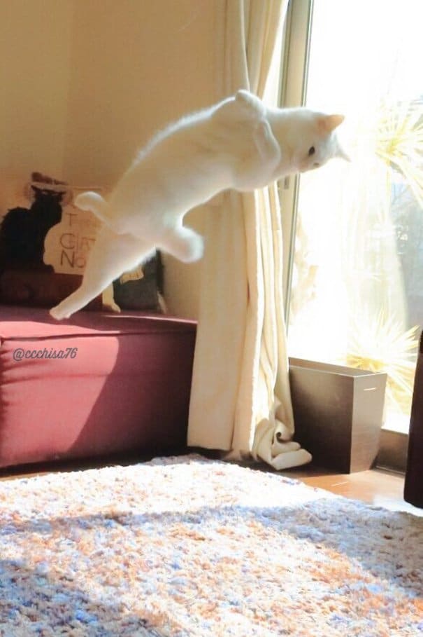 When left alone this cat performs beautiful ballet dances 2