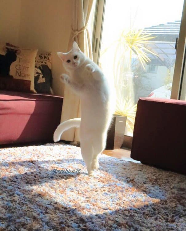 When left alone this cat performs beautiful ballet dances 4