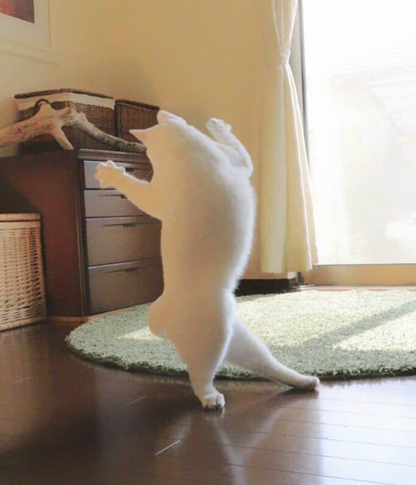 When left alone this cat performs beautiful ballet dances 5