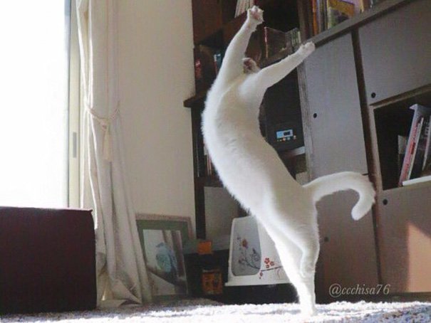 When left alone this cat performs beautiful ballet dances 6