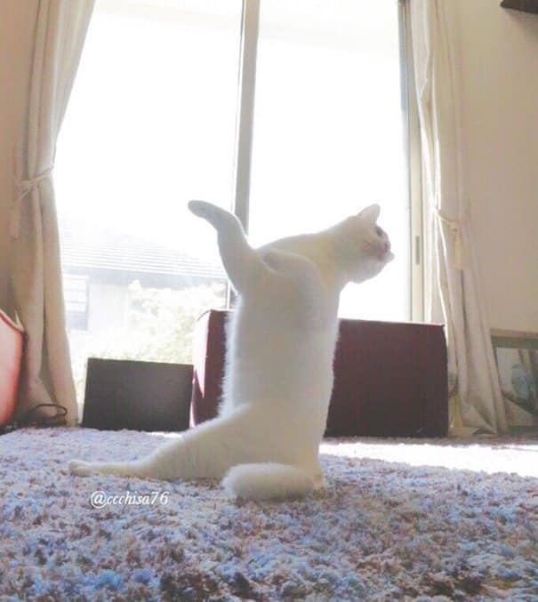 When left alone this cat performs beautiful ballet dances 7