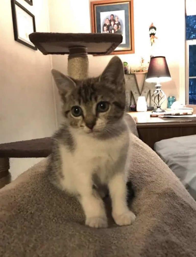 When the owner takes pictures of the new kitten the jealous cat shows a frustrated face 2