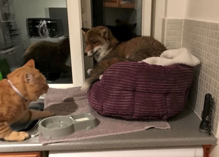 Woman is shocked to find a red fox sleeping on her cat’s bed, the fox won’t leave