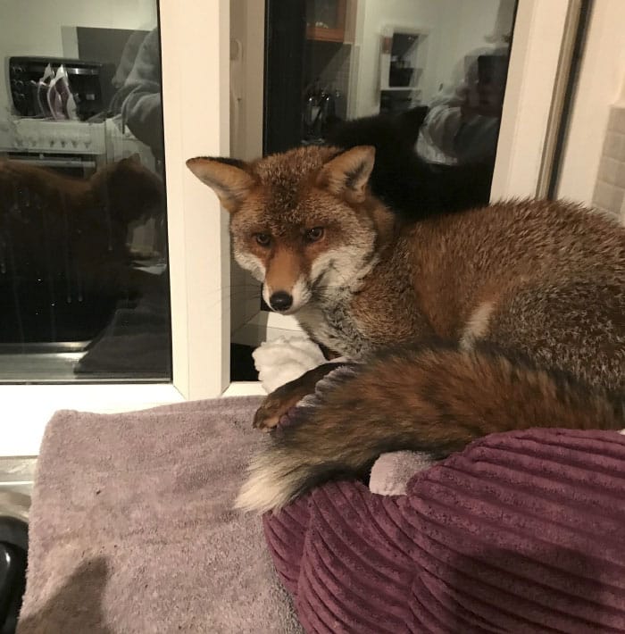 Woman is shocked to find a red fox sleeping on her cat's bed 2