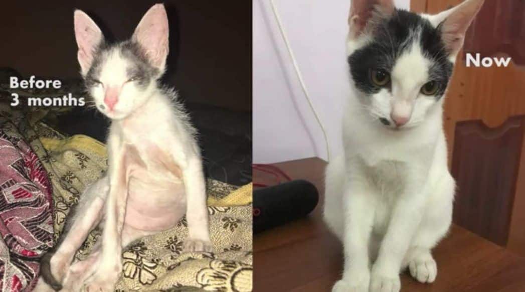You'll be amazed by the transformation of the scared orphaned kitten that we saved 2