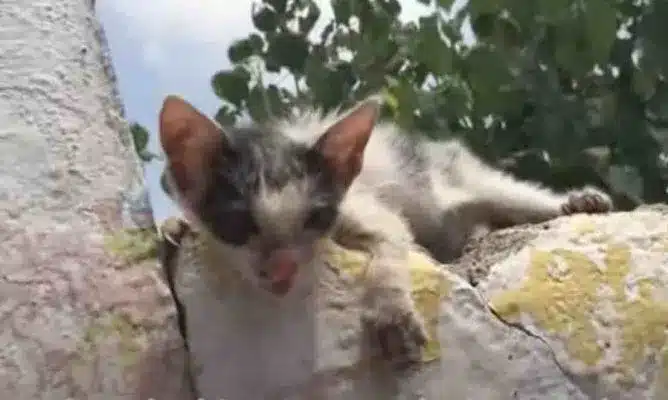 You'll be amazed by the transformation of the scared orphaned kitten that we saved 3