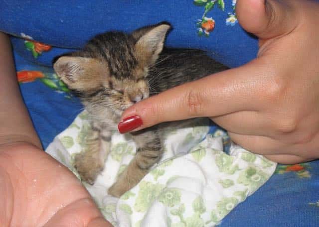 A Man Who Refused to Give Up on Her Then and Now Saved a Blind Kitten 1