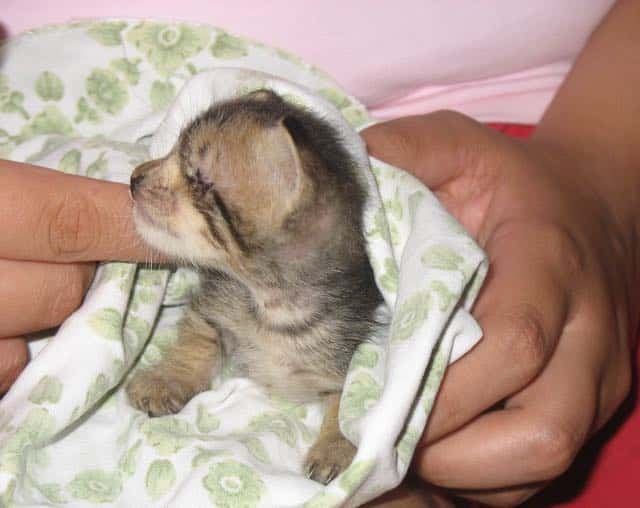 A Man Who Refused to Give Up on Her Then and Now Saved a Blind Kitten 3