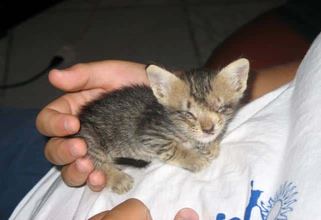 A Man Who Refused to Give Up on Her Then and Now Saved a Blind Kitten 6