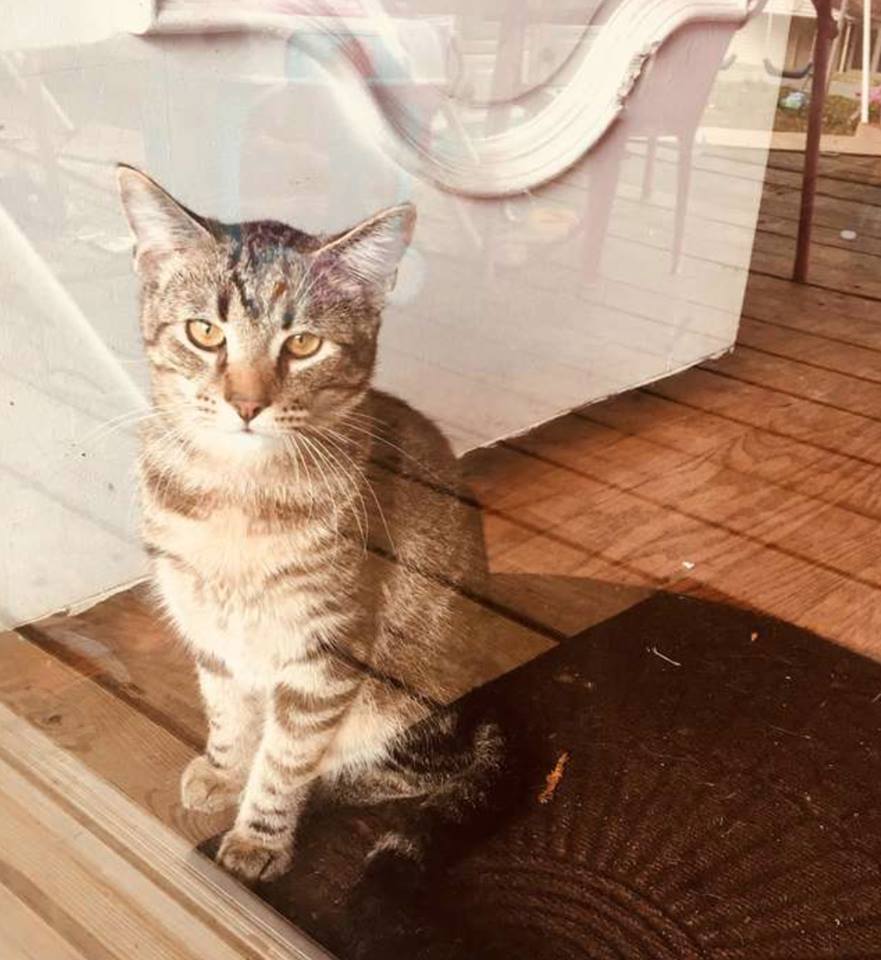 A Tiny Kitty Shows the Meaning of Love to a Shy Cat 1