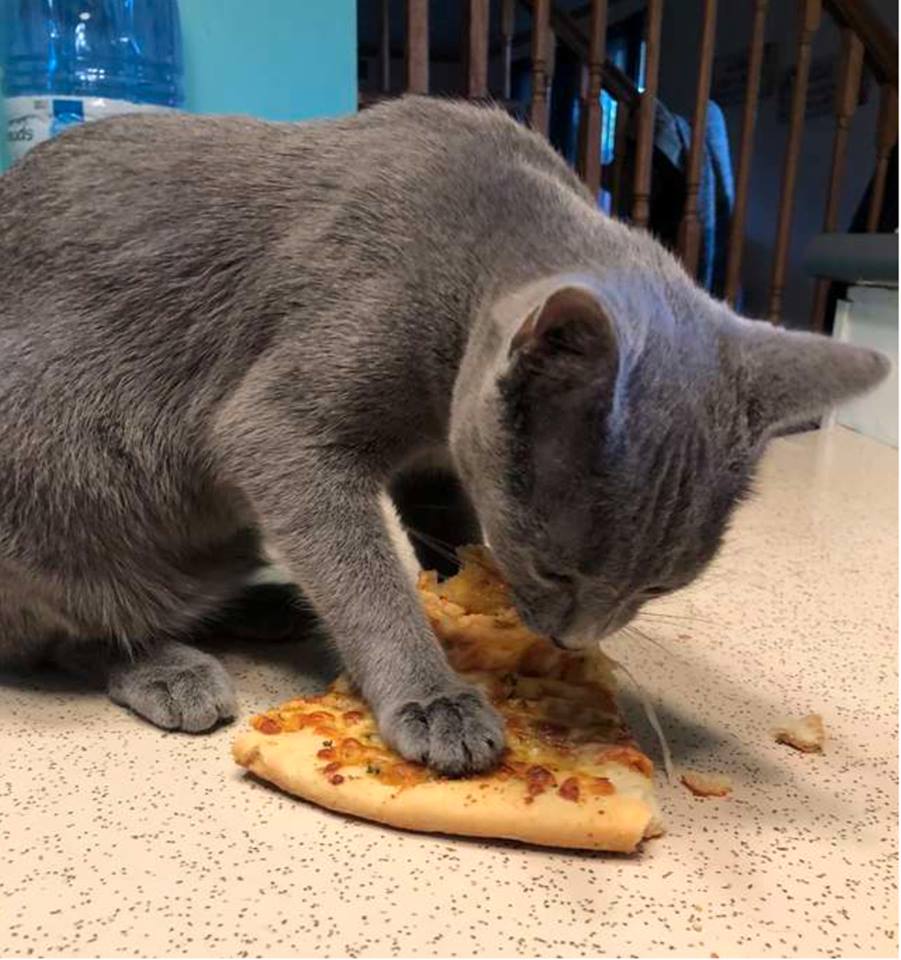 A Tiny Kitty Shows the Meaning of Love to a Shy Cat 2