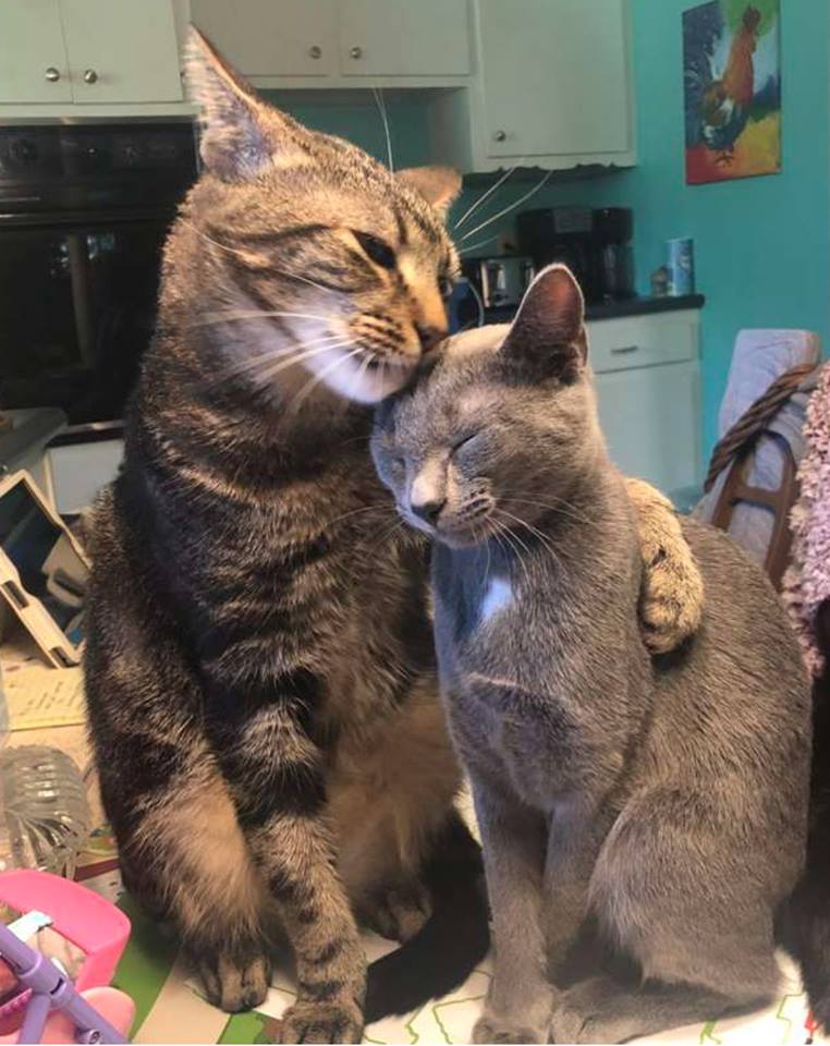 A Tiny Kitty Shows the Meaning of Love to a Shy Cat 4