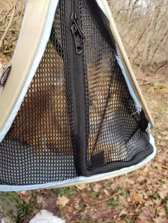 A cat trapped in a pet carrier was found abandoned in a ditch 3