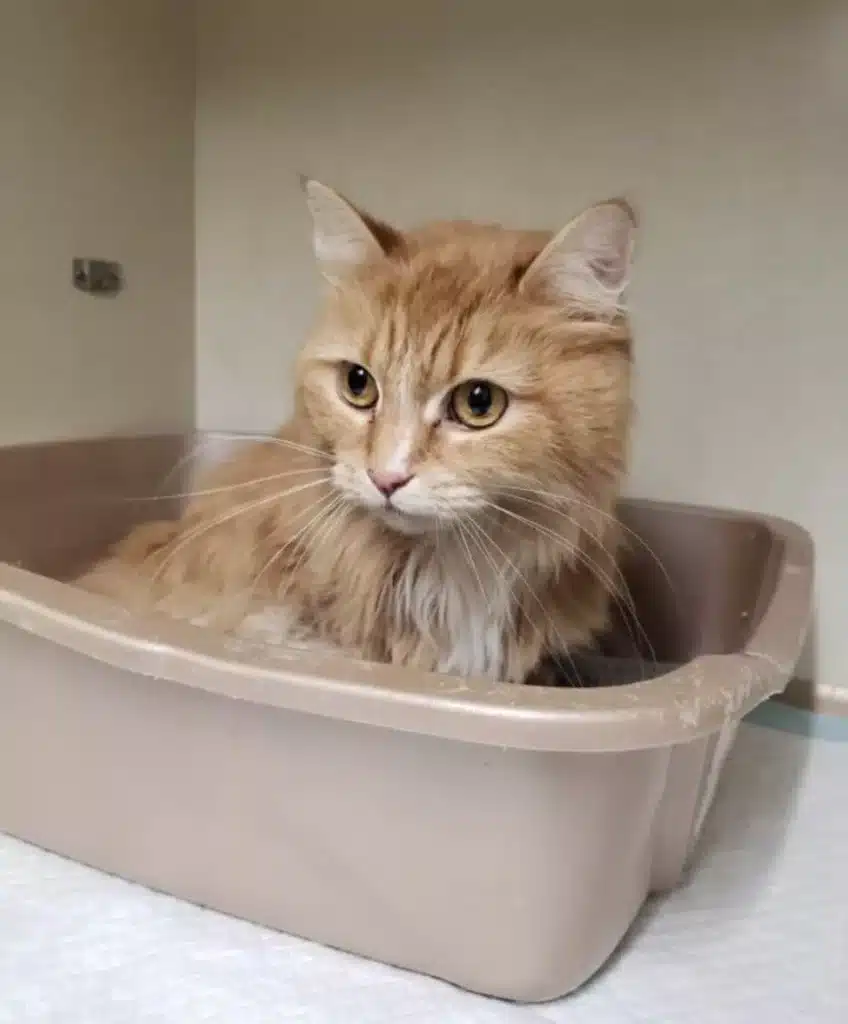 A cat trapped in a pet carrier was found abandoned in a ditch 4