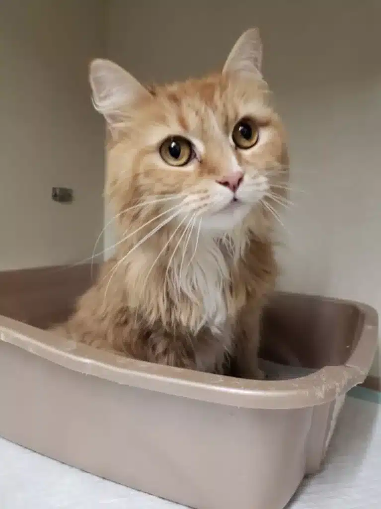 A cat trapped in a pet carrier was found abandoned in a ditch 5