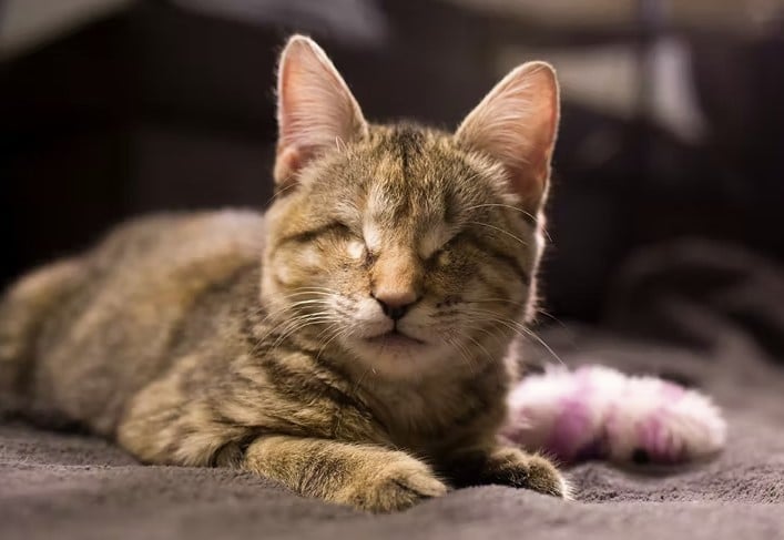 A family of adopted children takes in a blind kitty that was dumped in the trash 1