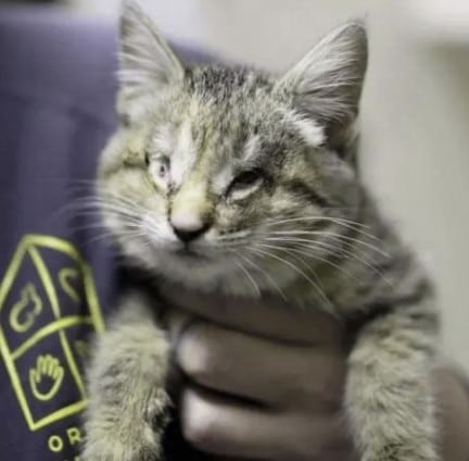 A family of adopted children takes in a blind kitty that was dumped in the trash 2