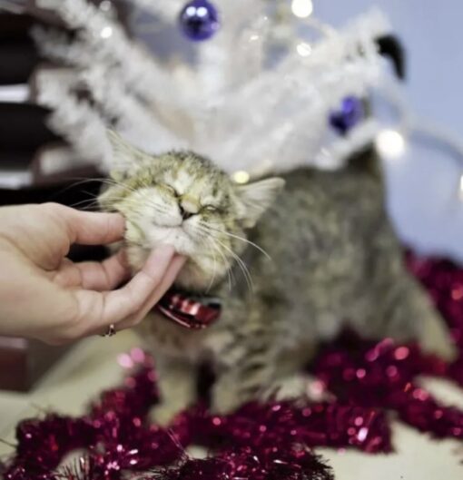 A family of adopted children takes in a blind kitty that was dumped in the trash 6