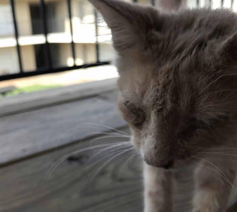 A heartbroken man finds his best friend right outside his door 1