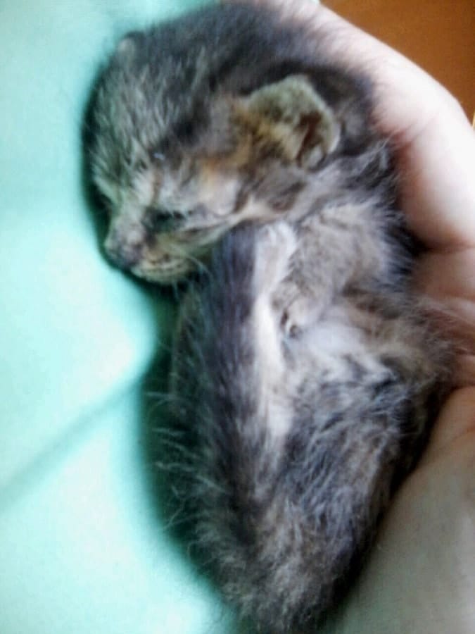 A kitten was found alone and barely breathing on the side of a road Until 1