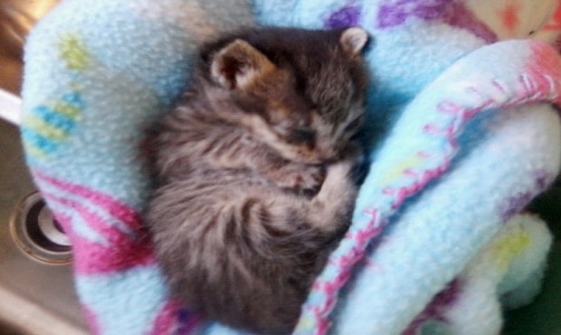 A kitten was found alone and barely breathing on the side of a road Until 2
