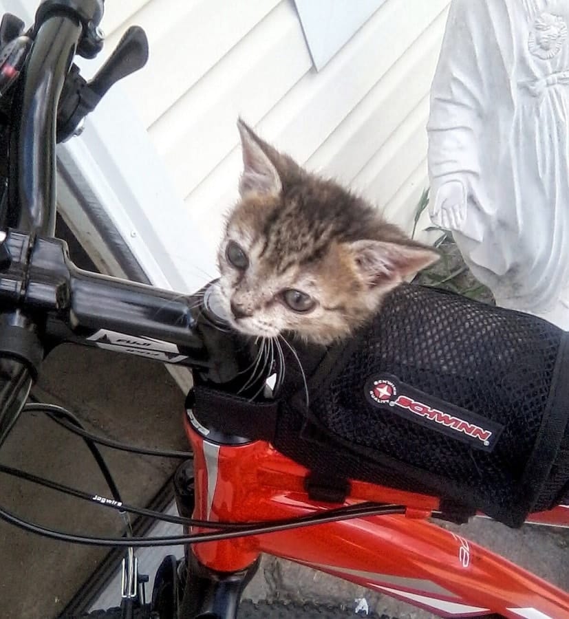 A kitten was found alone and barely breathing on the side of a road Until 3
