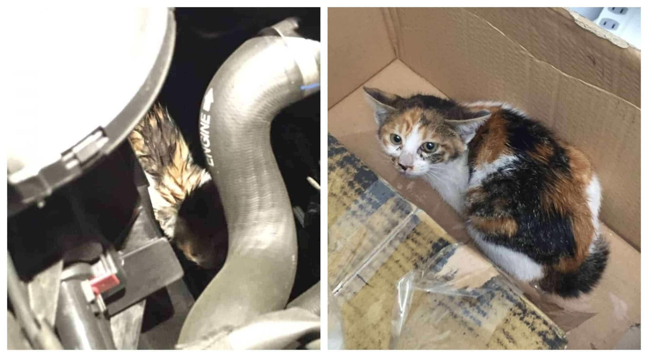 A man risks his own life and gives up his car to save a special cat