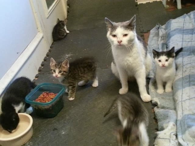 A scared Feral cat is fed by two brothers months later she introduces them to her young babies 1