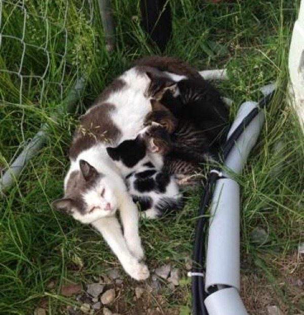 A scared Feral cat is fed by two brothers months later she introduces them to her young babies 2