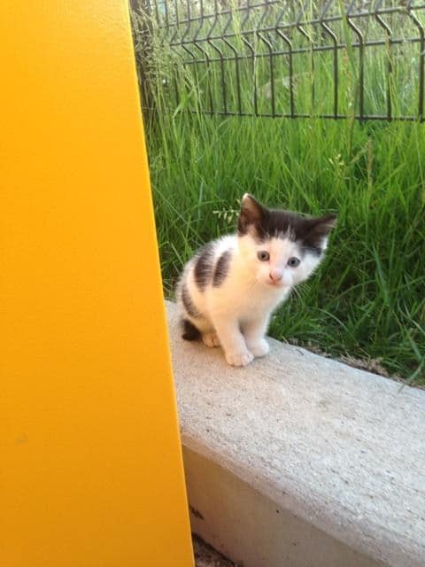 A scared Feral cat is fed by two brothers months later she introduces them to her young babies 3