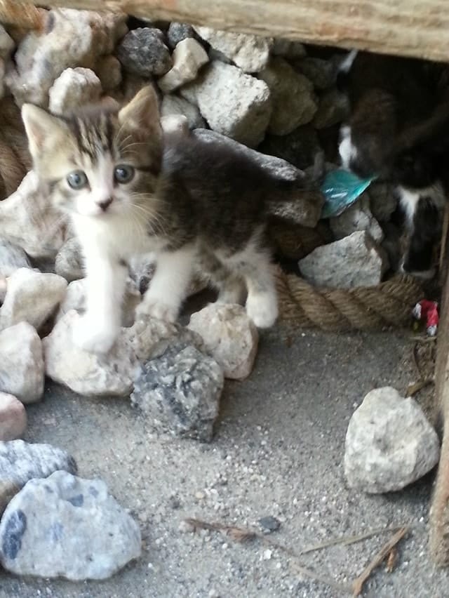 A scared Feral cat is fed by two brothers months later she introduces them to her young babies 4
