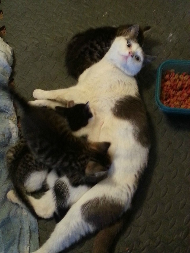 A scared Feral cat is fed by two brothers months later she introduces them to her young babies 5