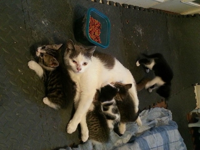 A scared Feral cat is fed by two brothers months later she introduces them to her young babies 6