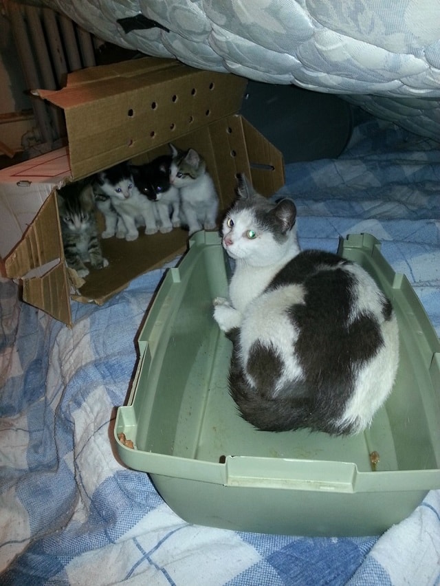 A scared Feral cat is fed by two brothers months later she introduces them to her young babies 7