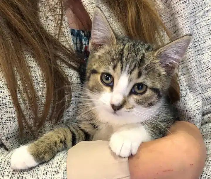 A stray kitten walked into the family garden and decided to leave the streets