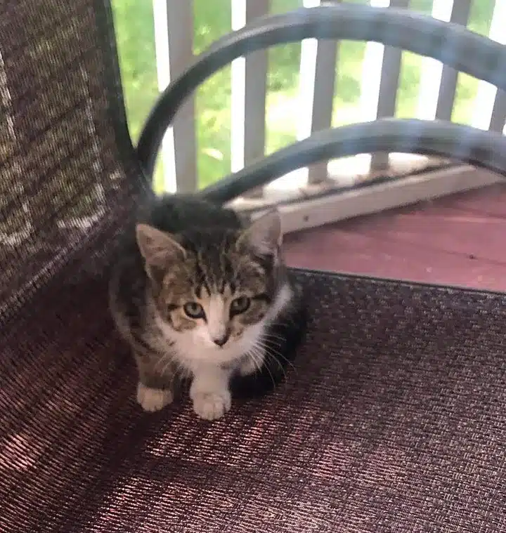 A stray kitten walked into the family garden and decided to leave the streets 3