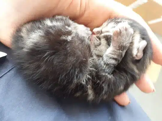 A woman jogger saves a tiny newborn kitten who falls from the sky 1
