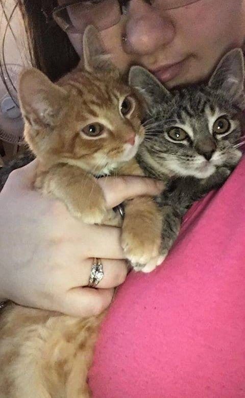 Adopted Poor Kitten After being separated from his sister cried all night 2