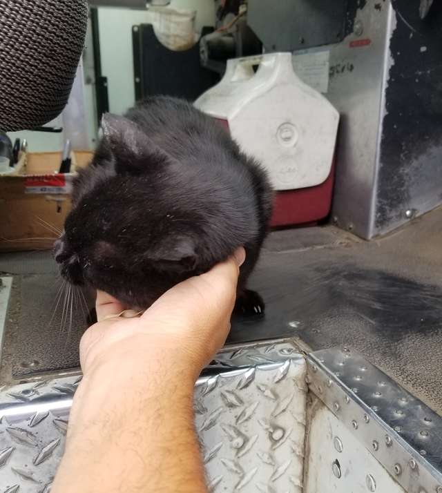 An Elderly Cat Actually likes Her Mailman 1