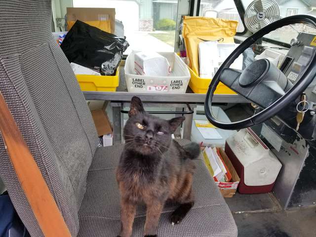 An Elderly Cat Actually likes Her Mailman 5