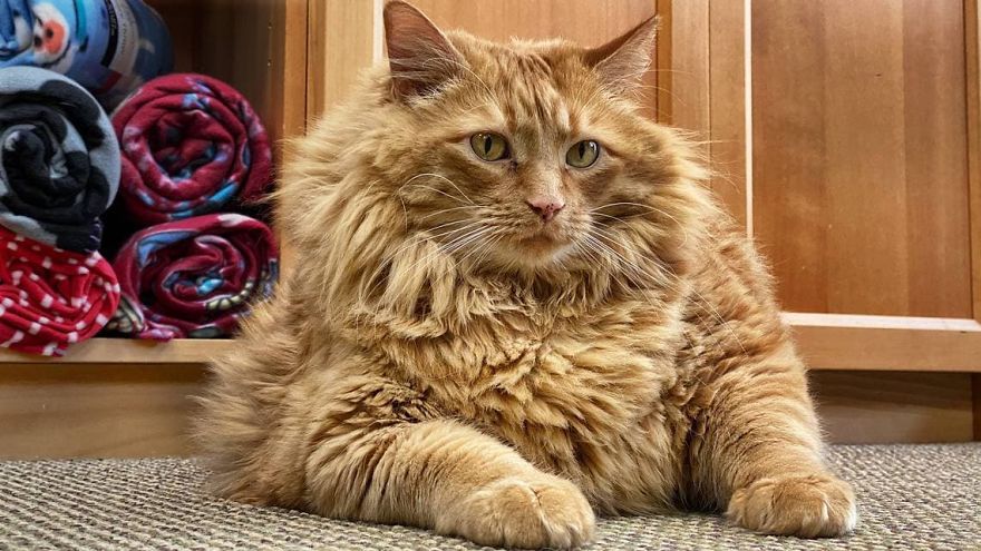 Bazooka, the Obese Cat Whose Life Was Changed When He Met A Marathon Runner