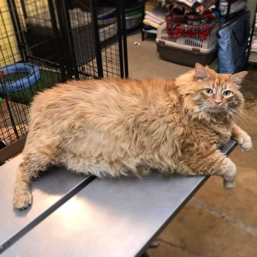 Bazooka the Obese Cat Whose Life Was Changed When He Met A Marathon Runner 4