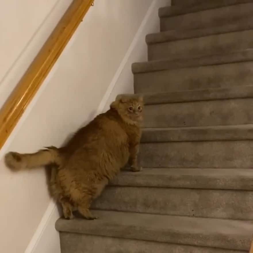 Bazooka the Obese Cat Whose Life Was Changed When He Met A Marathon Runner 5