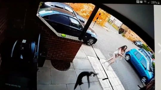 Because it kept coming into her garden a woman threw a cat at her neighbor's door 2