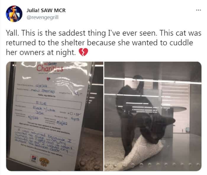 Because she wanted to cuddle her owners at night the poor cat was returned to the shelter 4