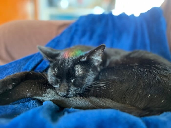 Because she wanted to cuddle her owners at night the poor cat was returned to the shelter 8