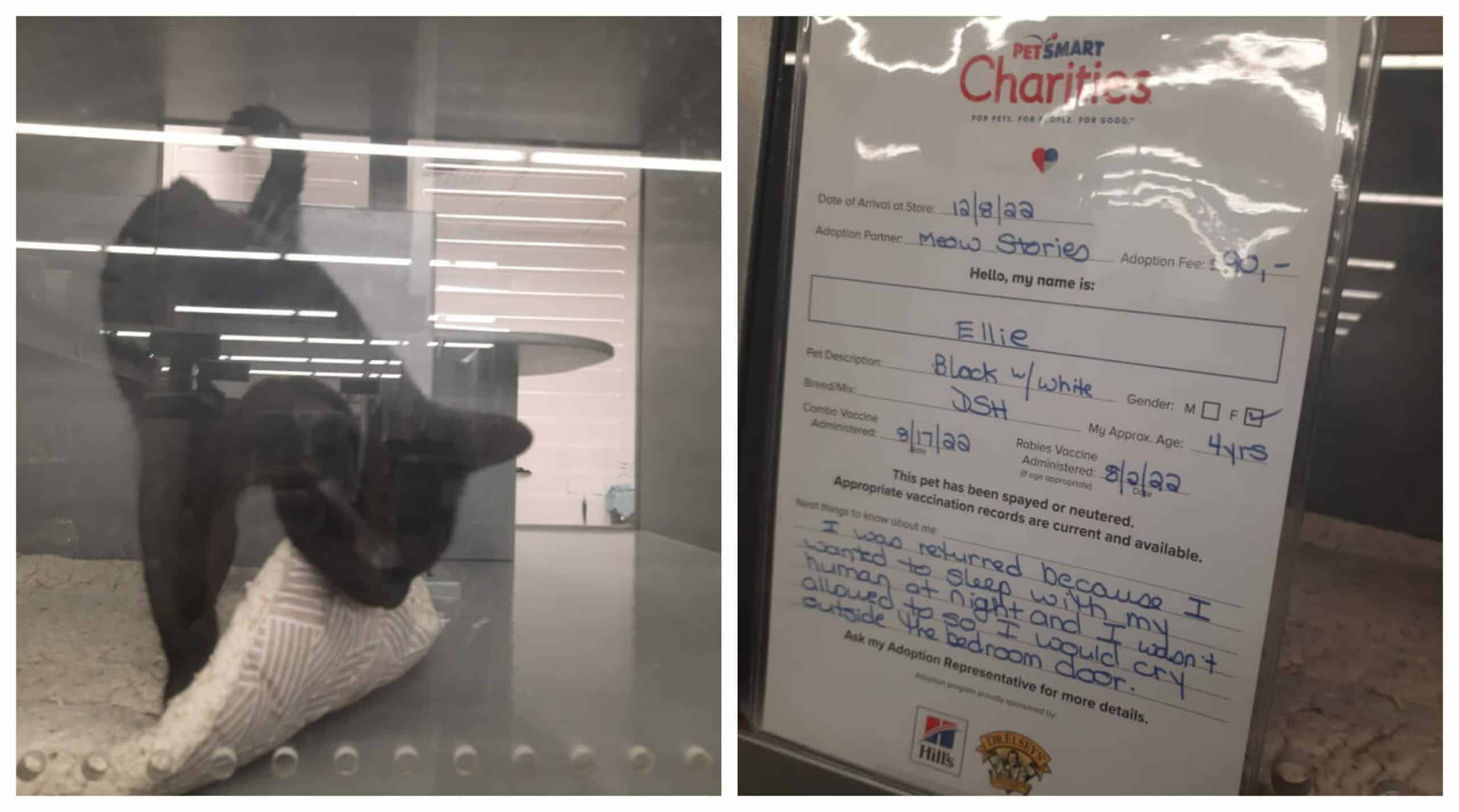 Because she wanted to cuddle her owners at night the poor cat was returned to the shelter