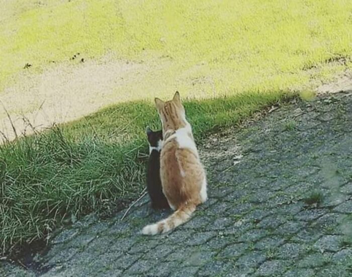 Cat Finds a Stray Kitten and Tries to convince the Family to Adopt Him