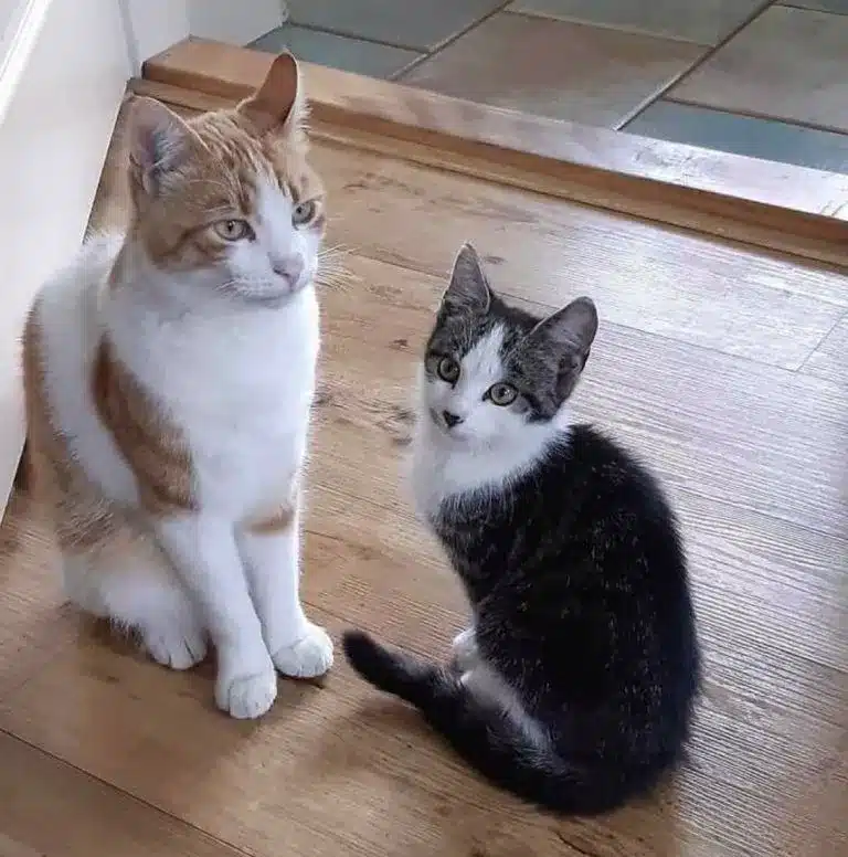 Cat Finds a Stray Kitten and Tries to convince the Family to Adopt Him 4