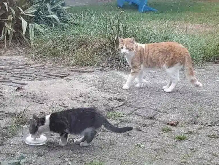 Cat Finds a Stray Kitten and Tries to convince the Family to Adopt Him 5
